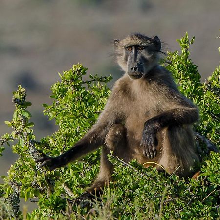 Kwandwe Private Game Reserve - Ecca Lodge Grahamstown Dış mekan fotoğraf