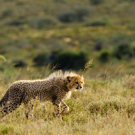 Kwandwe Private Game Reserve - Ecca Lodge Grahamstown Dış mekan fotoğraf