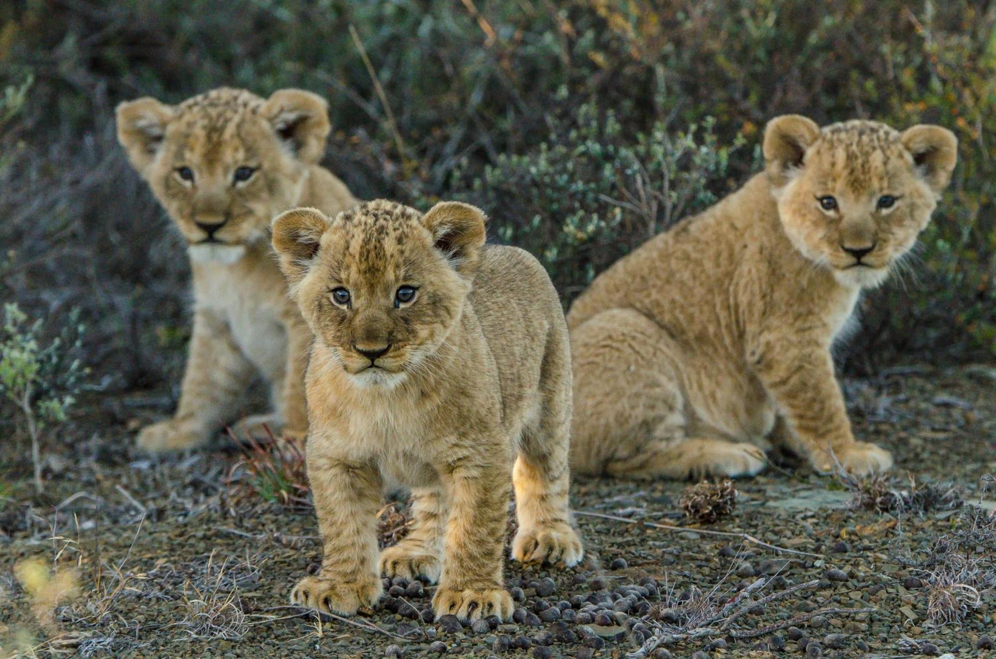Kwandwe Private Game Reserve - Ecca Lodge Grahamstown Dış mekan fotoğraf