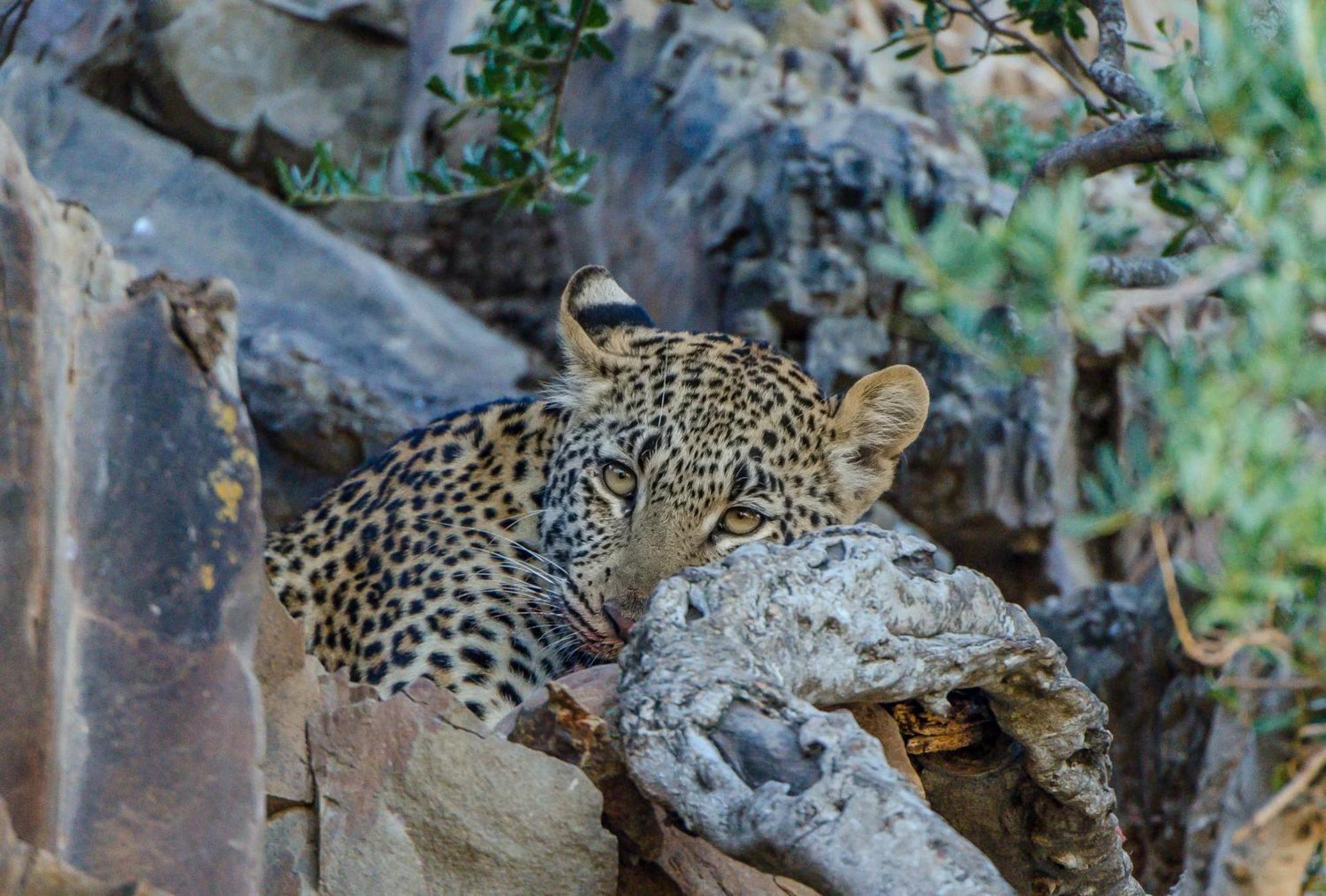 Kwandwe Private Game Reserve - Ecca Lodge Grahamstown Dış mekan fotoğraf