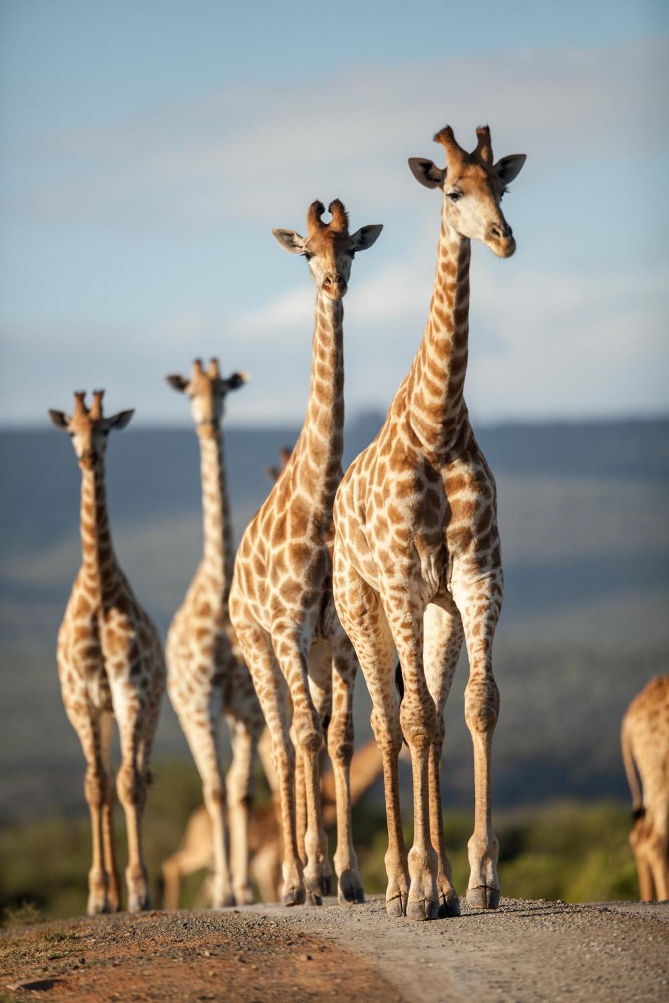 Kwandwe Private Game Reserve - Ecca Lodge Grahamstown Dış mekan fotoğraf