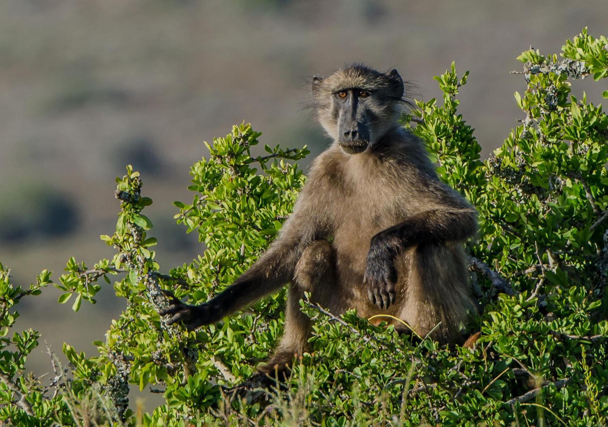 Kwandwe Private Game Reserve - Ecca Lodge Grahamstown Dış mekan fotoğraf