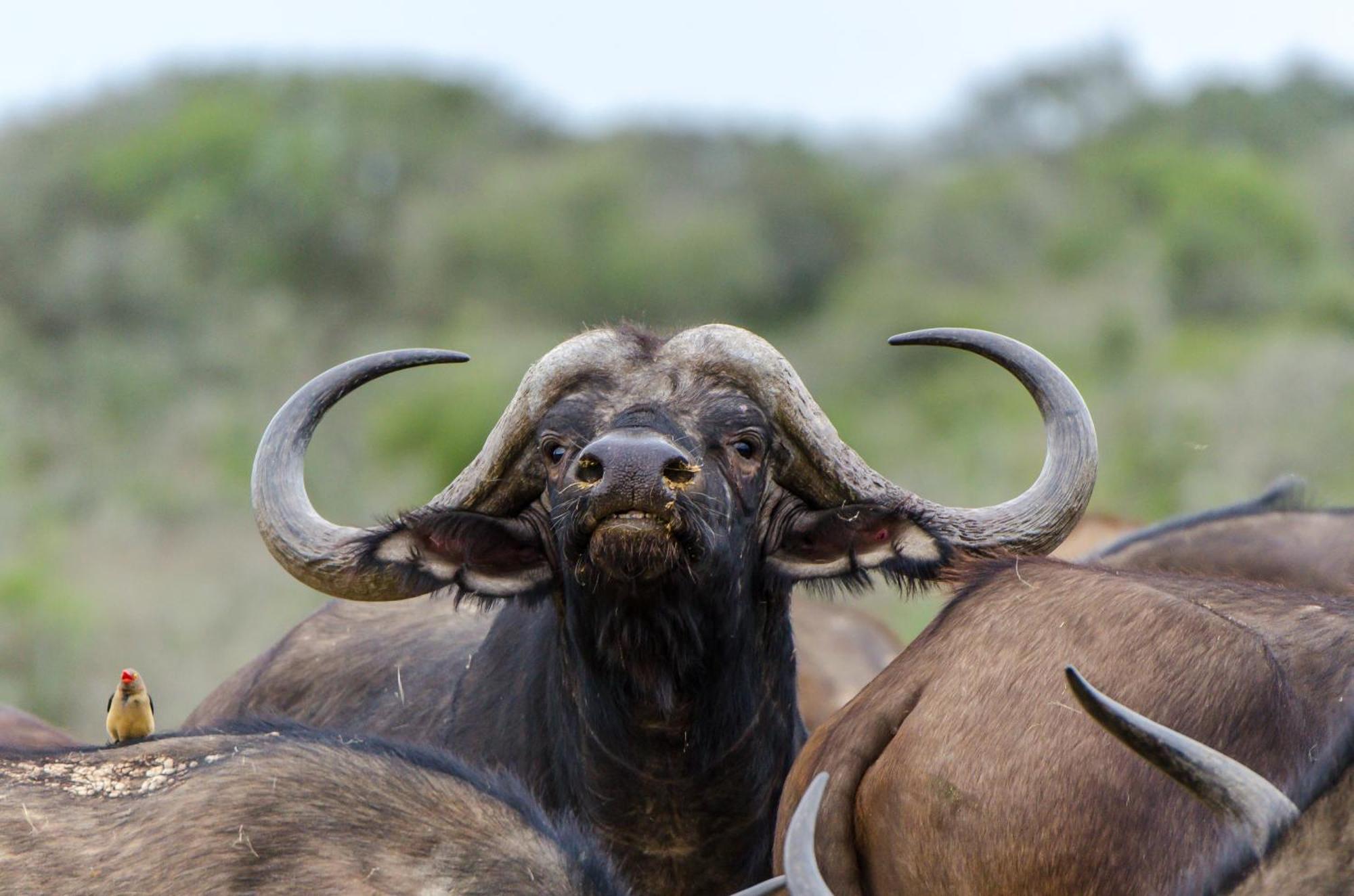 Kwandwe Private Game Reserve - Ecca Lodge Grahamstown Dış mekan fotoğraf