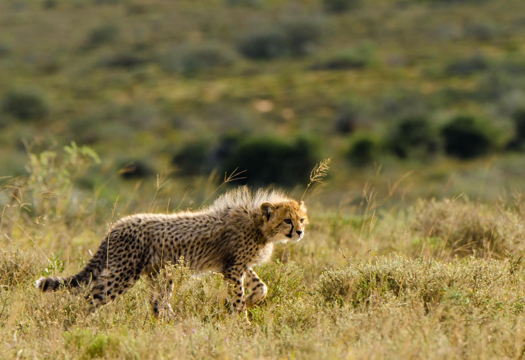 Kwandwe Private Game Reserve - Ecca Lodge Grahamstown Dış mekan fotoğraf