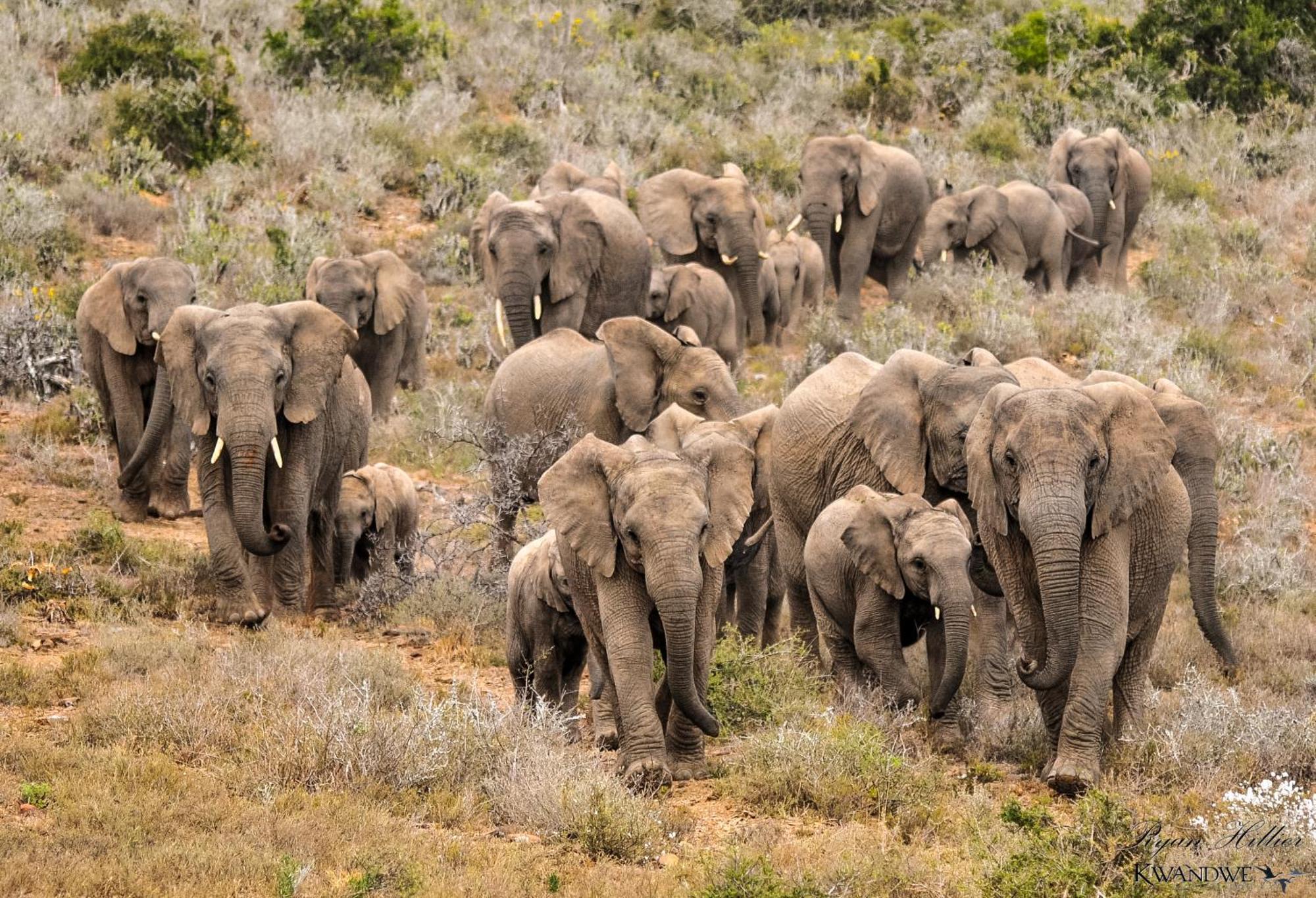 Kwandwe Private Game Reserve - Ecca Lodge Grahamstown Dış mekan fotoğraf